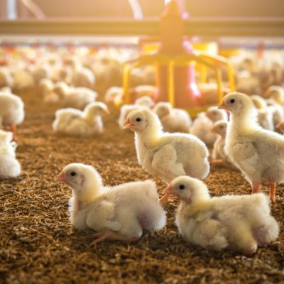 The,Little,Chickens,In,The,Smart,Farming.,The,Animals,Farming